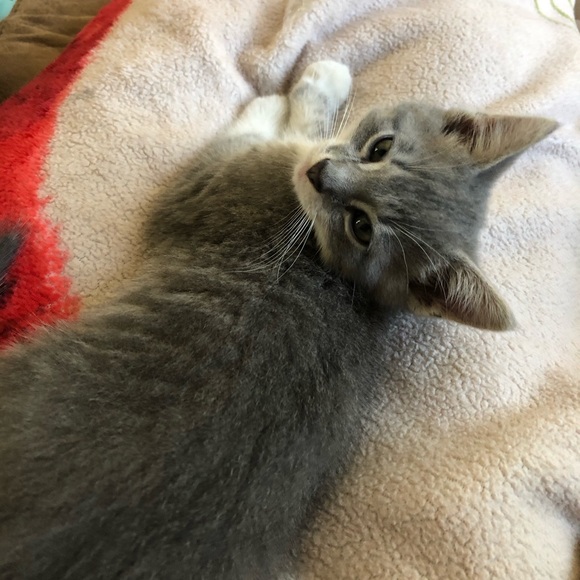 Meet your Posher, Lilly - Picture 1 of 1